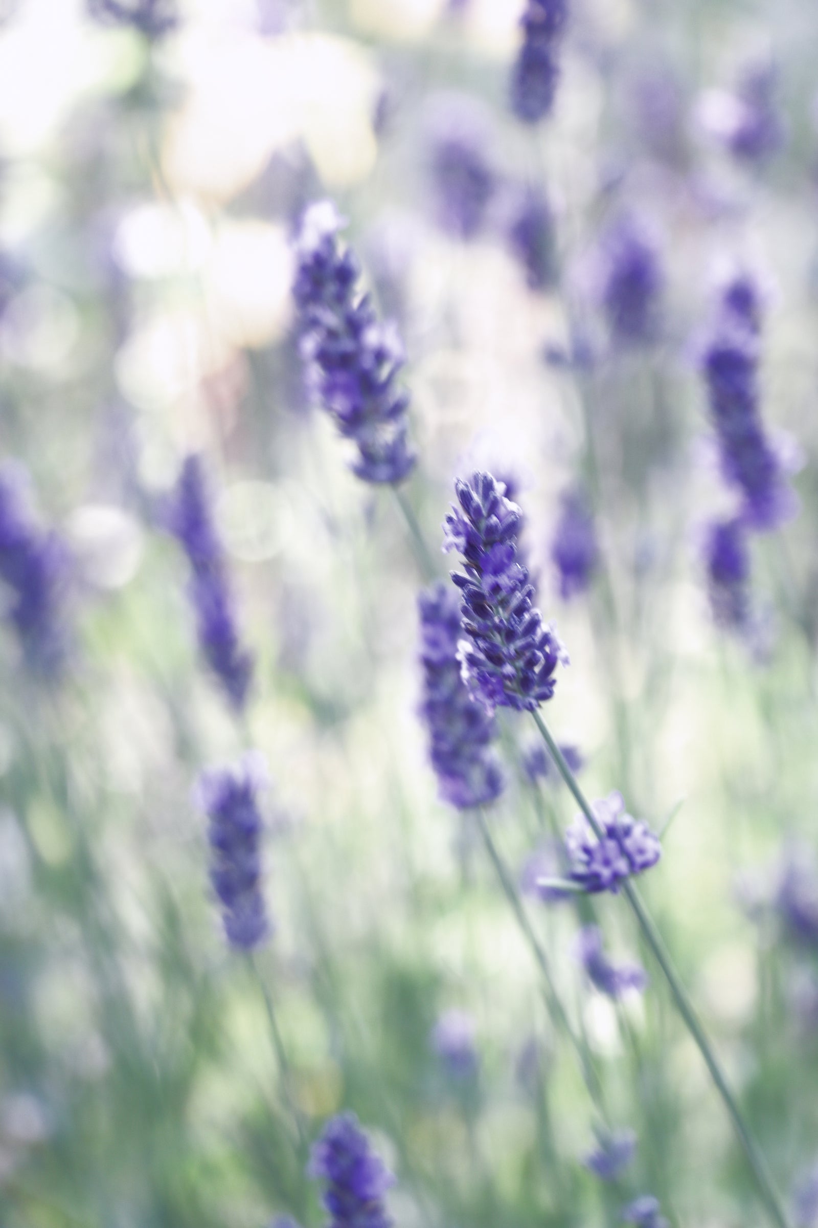 Au coeur de l'Élixir Bien Élevé, la magie de la lavande purifiante et relaxante.