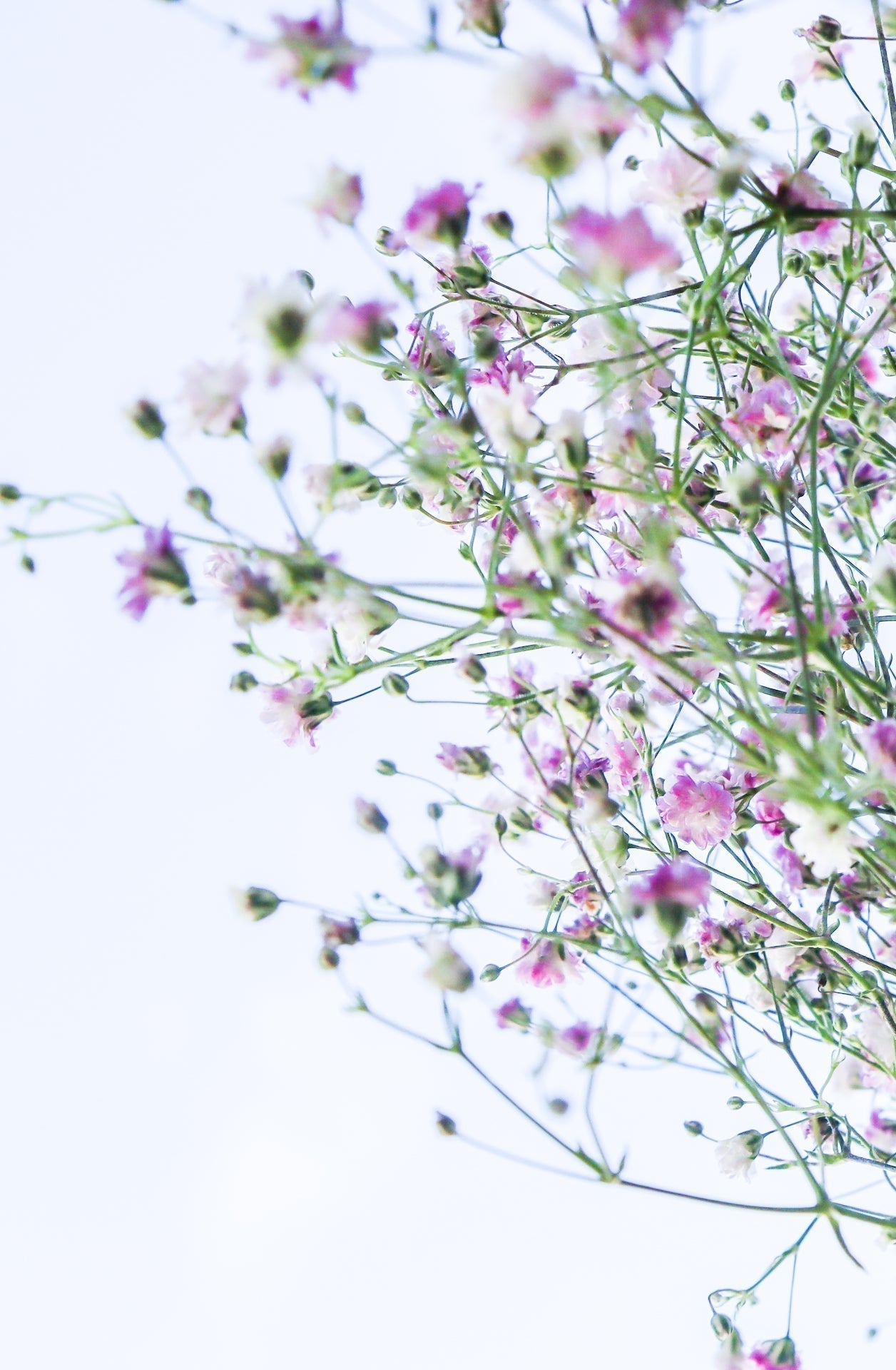 un bouquet de petites fleurs roses et blanches sauvages
