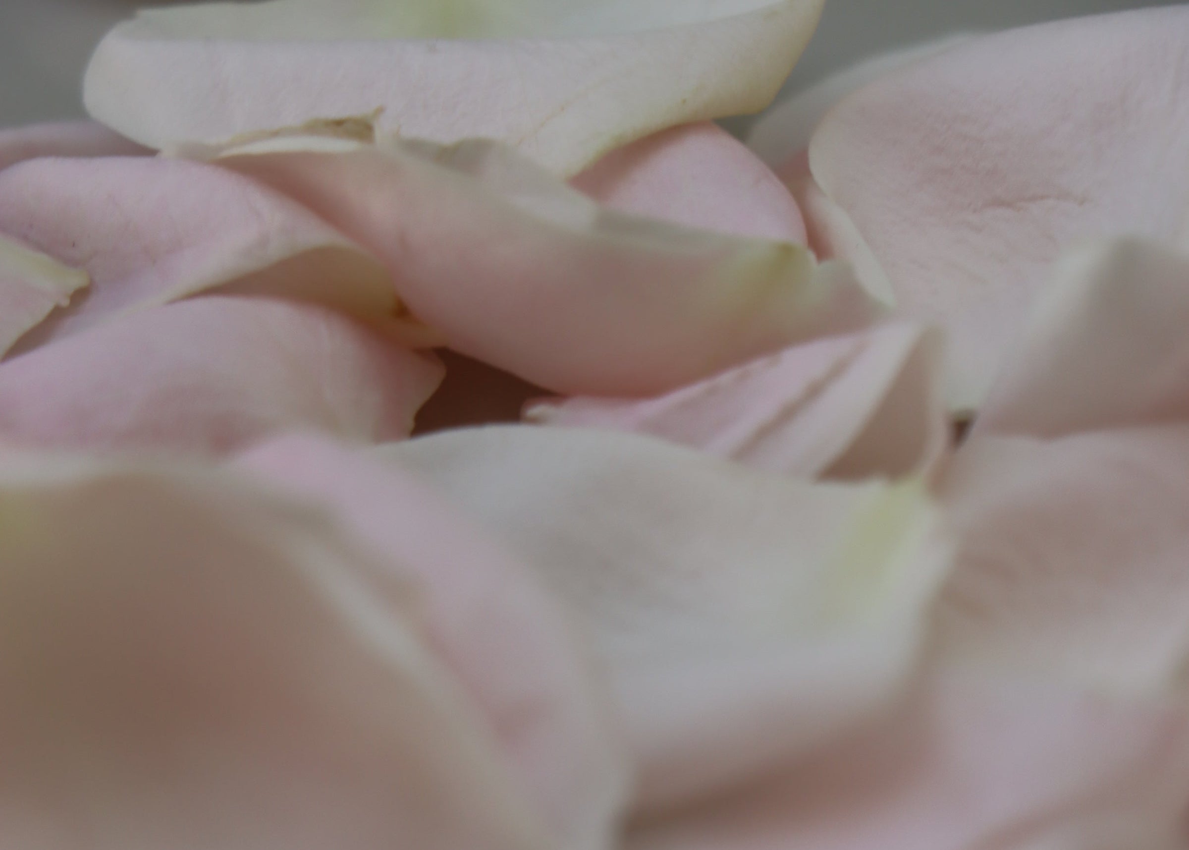 Le parfum de la rose bulgare un accord naturel et délicat que l'on retrouve dans les parfums Domaine Singulier 